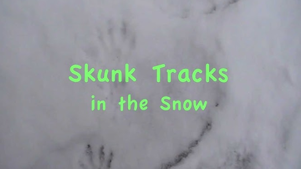 Skunk tracks